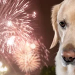 Silvester a strach zvierat zo zábavnej pyrotechniky