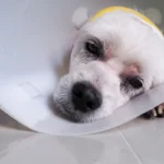 Jedným uchom dnu a druhé zabolí tiež