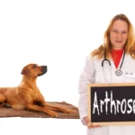 Artróza u psov