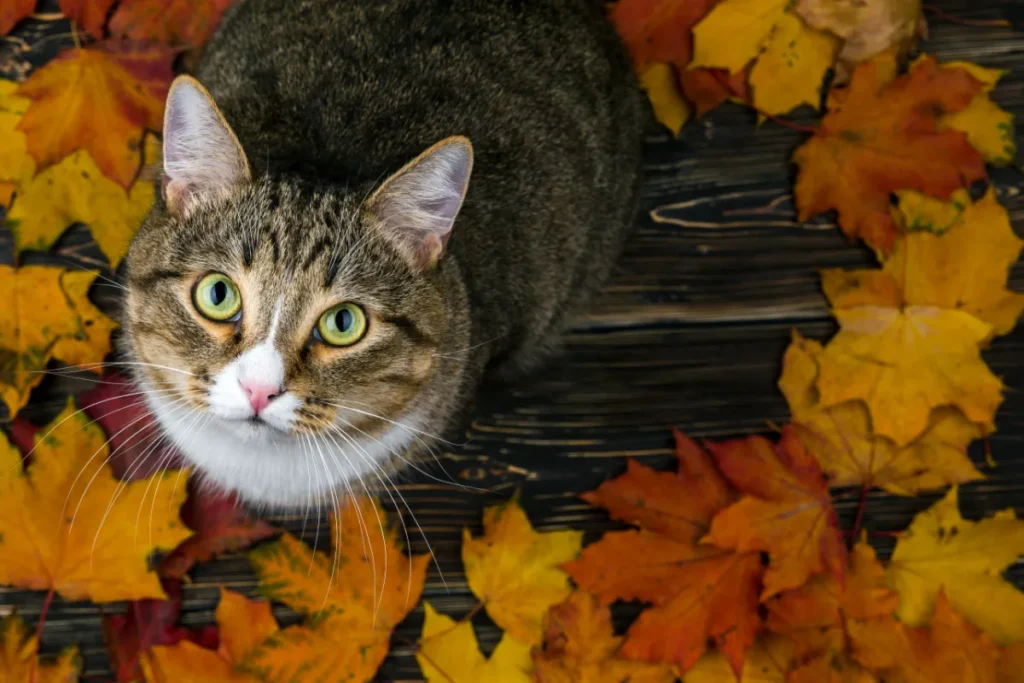 plagat macka november 2025