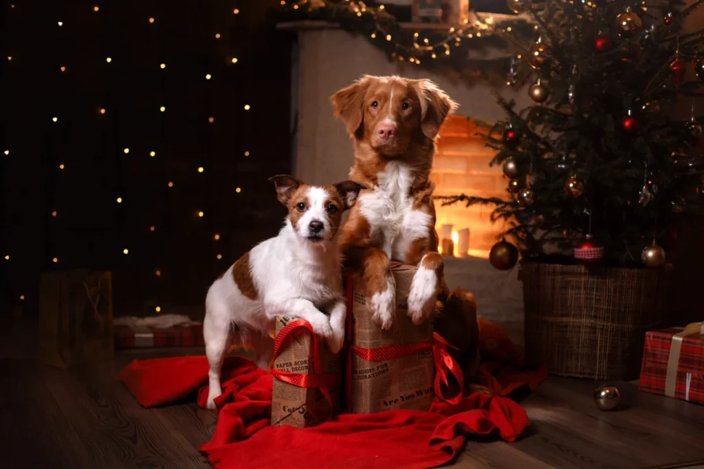 plagat pes december 2025