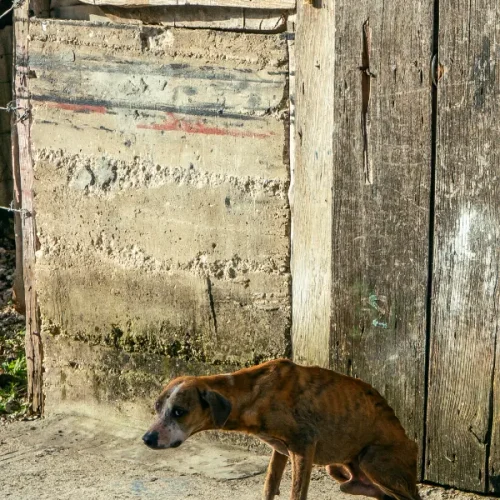 Čo je dôležité vedieť o Linke proti krutosti?