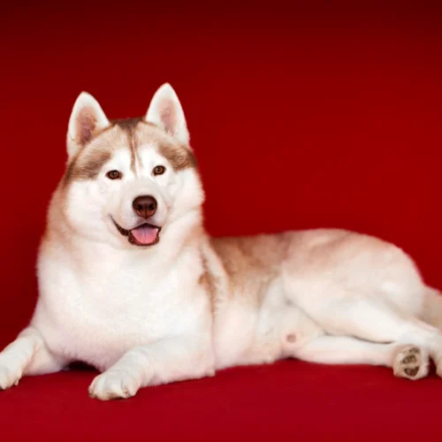 Sparkling Wine Of Wolf Point (Gin)