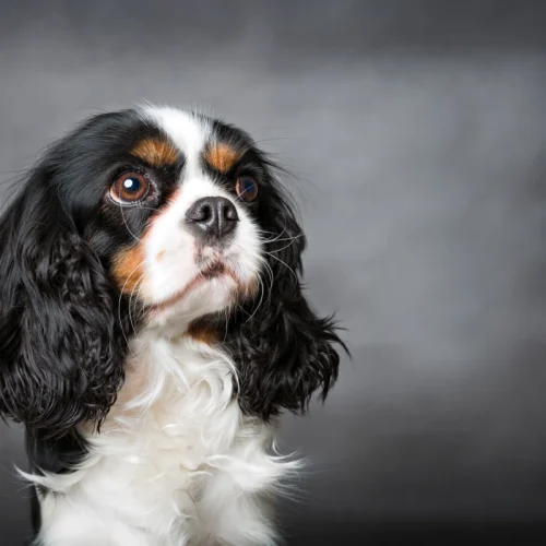 Genetické ochorenia plemena kavalier king charles španiel