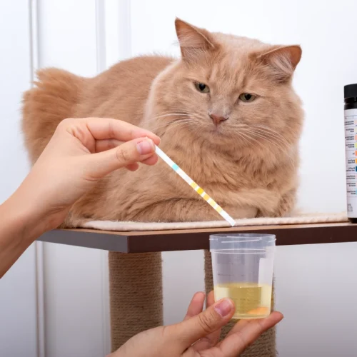 Geriatrický pacient - význam preventívnych vyšetrení