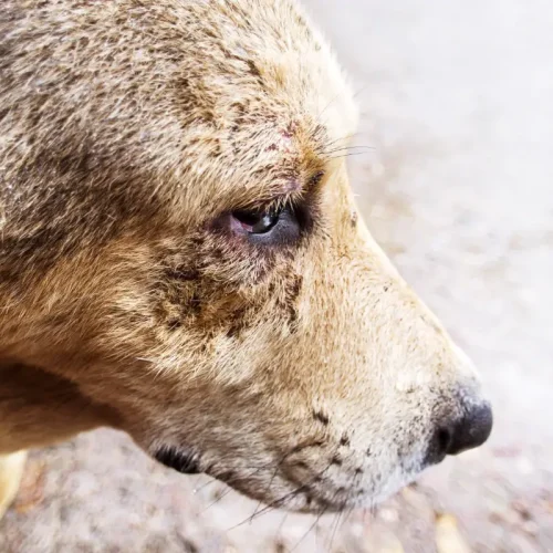 Možné riešenie chovu a držby psov v marginalizovaných skupinách občanov