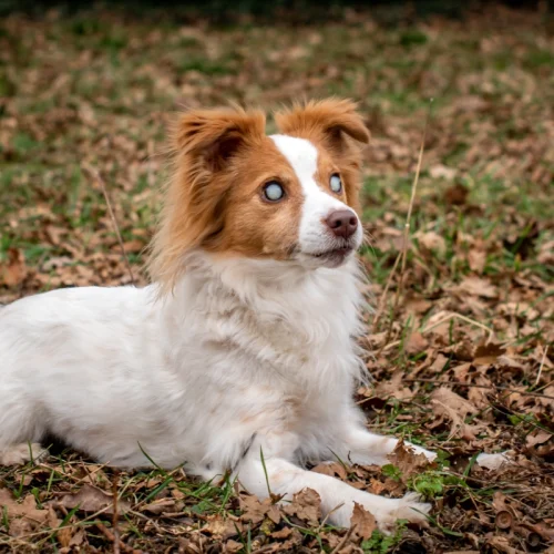 Človek a pes majú podobné očné ochorenia