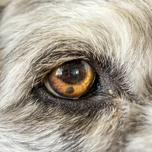 Dedičné očné ochorenia u psov - klinické vyšetrenie verzus genetické testovanie