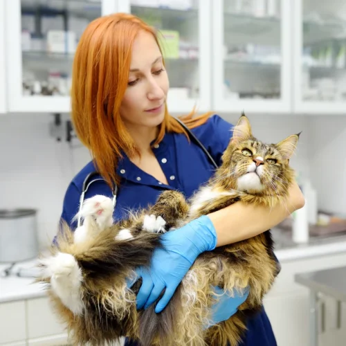 Veterinárne pohotovosti a prečo ich je stále menej